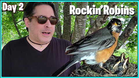 Day 2: Fledgling Baby Robins in Nest - Bird Watching
