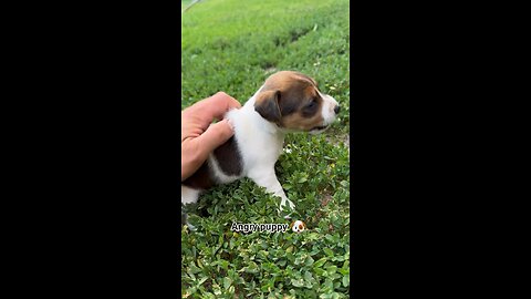 Most angriest Puppies Growling 😁🤣
