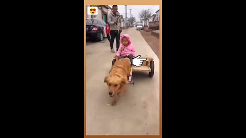 😍WOW 😲 | Amazing Trained Dog | Dog Lovers 😍💕❤ | Girl I Need You| Song Status #shorts #dogs #pets