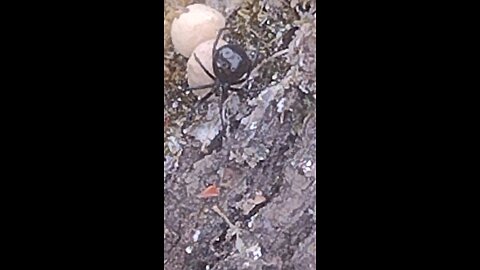 black widow spider with what looks like eggs