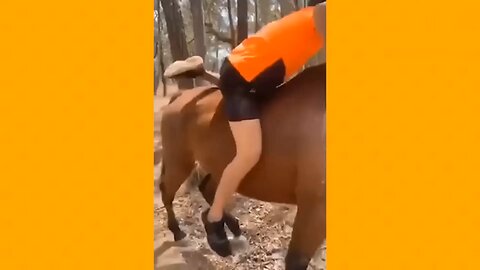funny animal