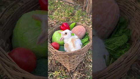 I found a cute little rabbit eating vegetables. Rabbit. Cute little rabbit in the countryside.