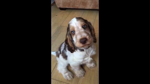 Sweet dog