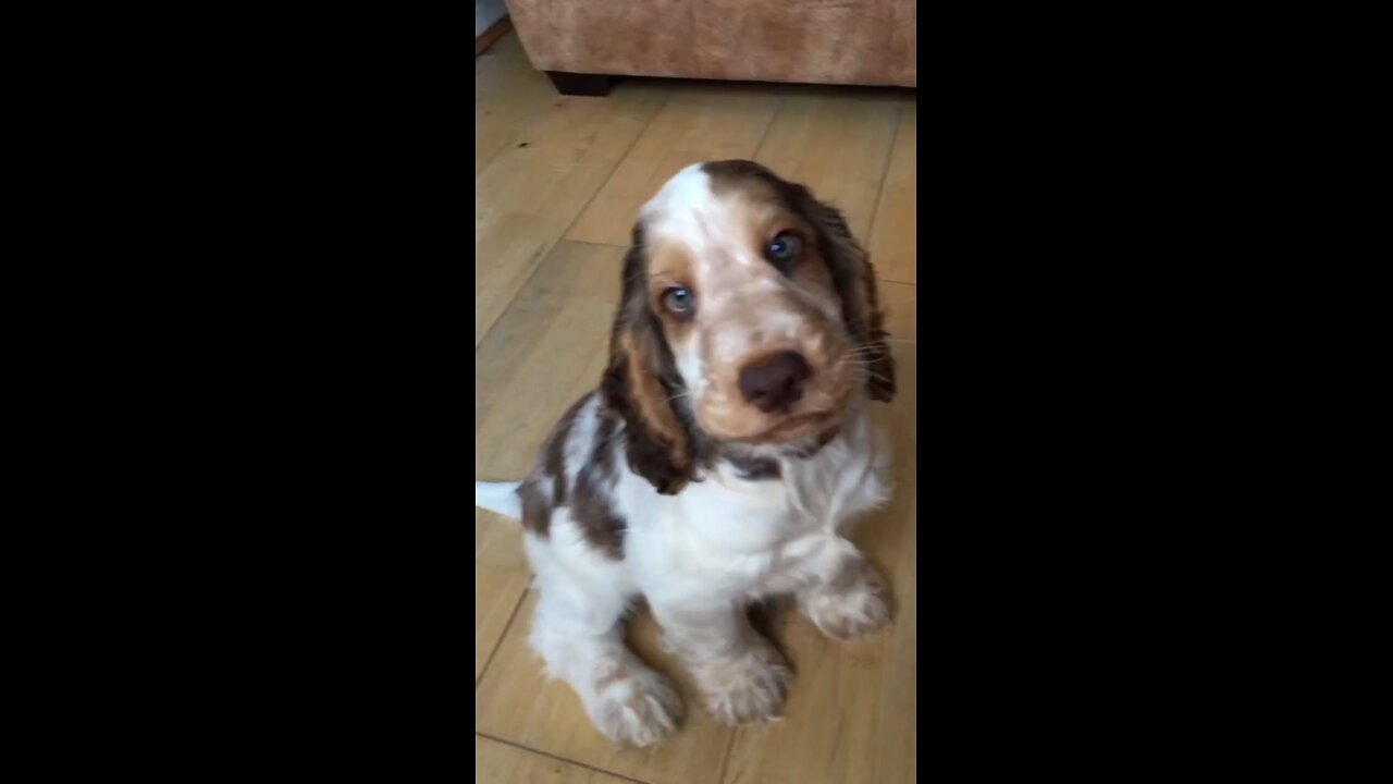 Sweet dog