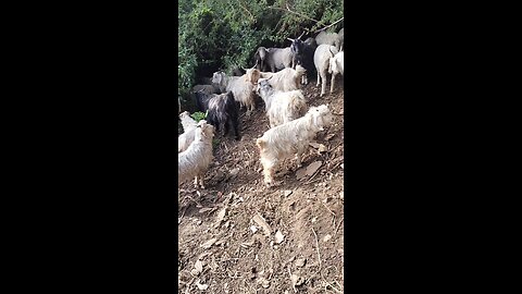 Gaddi ke Goat and sheep Gaddi ke Goat and sheep