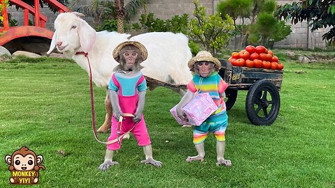 YiYi and YinYin takes goats to coffee farm to give special gift but...