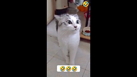 #😂😂 #cat