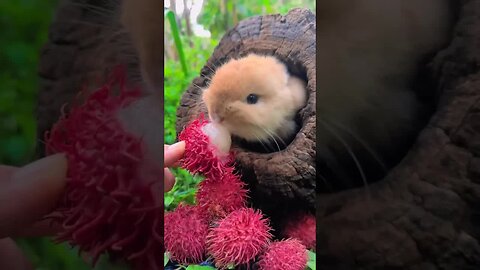 Little rabbit eating rambutan, cute little pet in the countryside, rabbit