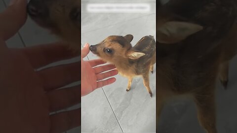 The man found a dwarf deer on the road and became his dad