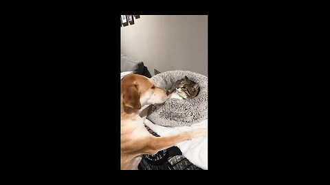 Funny and Strange Animals Part 2