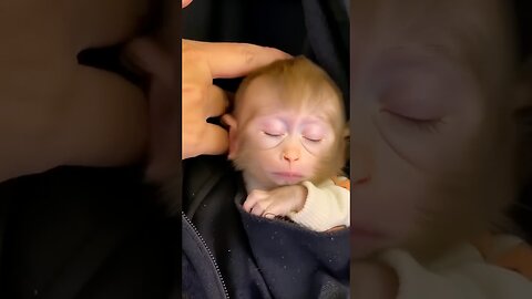From Fear to Peace: A Gentle Touch Puts Baby Monkey to Sleep