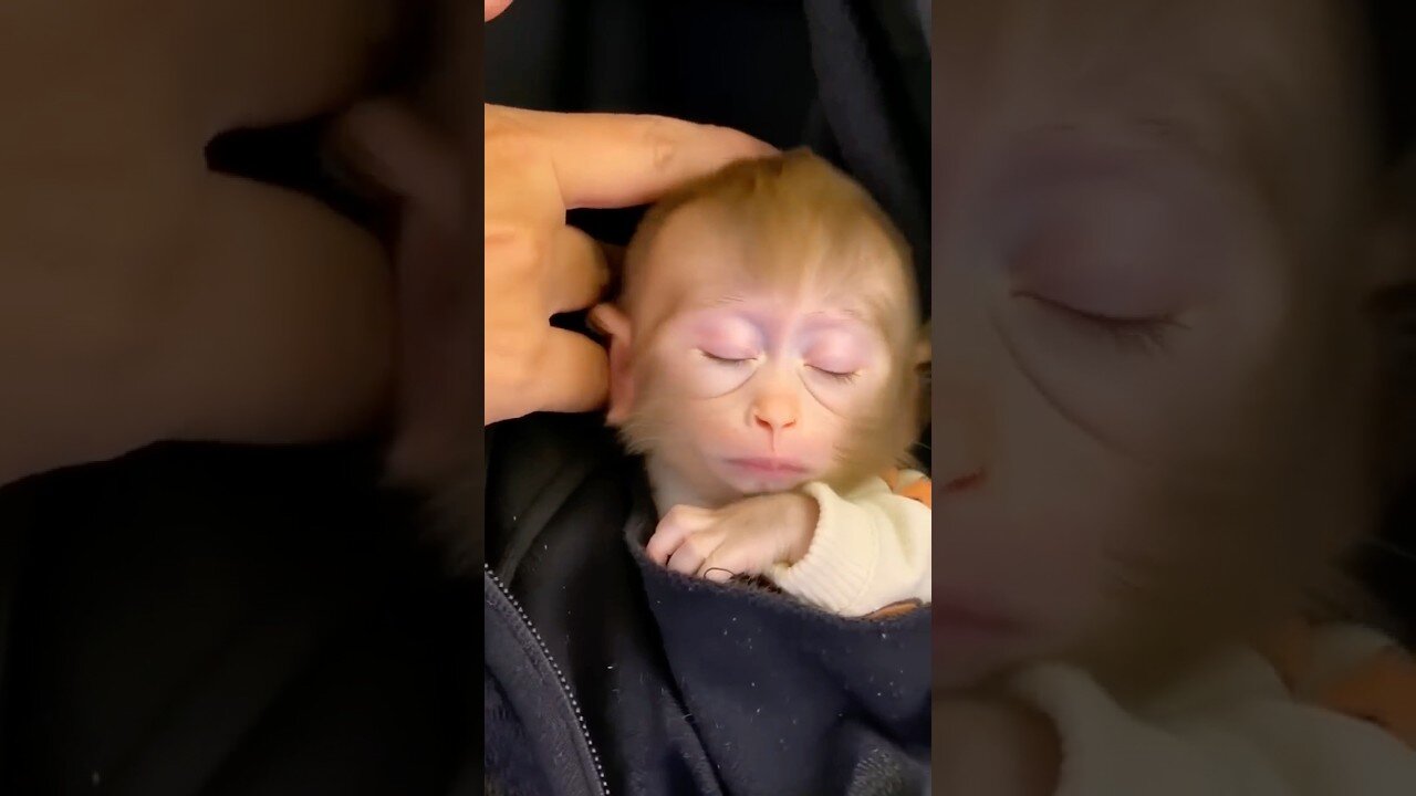 From Fear to Peace: A Gentle Touch Puts Baby Monkey to Sleep