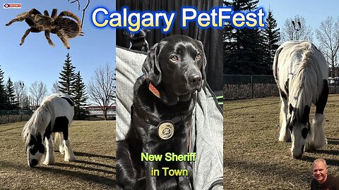 PetFest Calgary | New Sheriff in Town