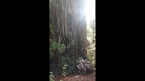 Eureka, California, Redwoods