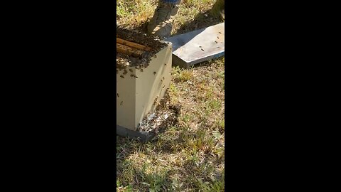 Caught a swarm 🐝