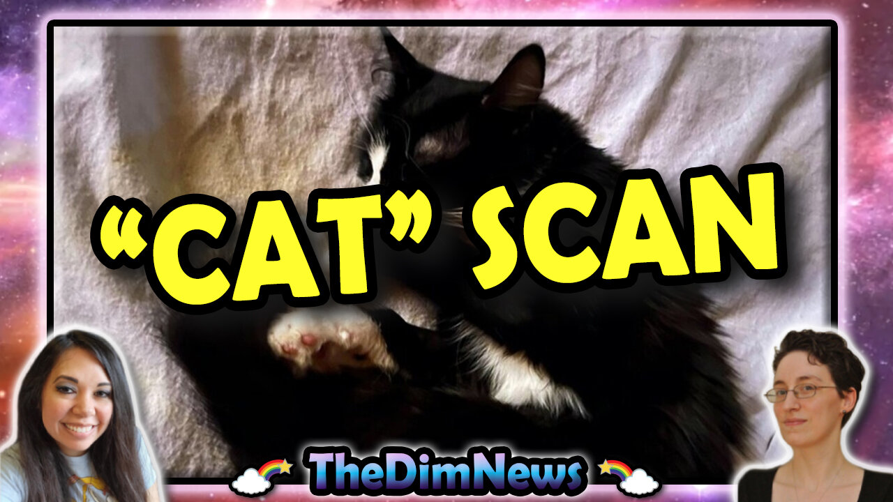 TheDimNews LIVE: Doctor CAT Scans Cat | Rebuilding Permits Low After Palisades Fires