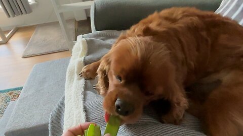 🫛From garden 🐕😄