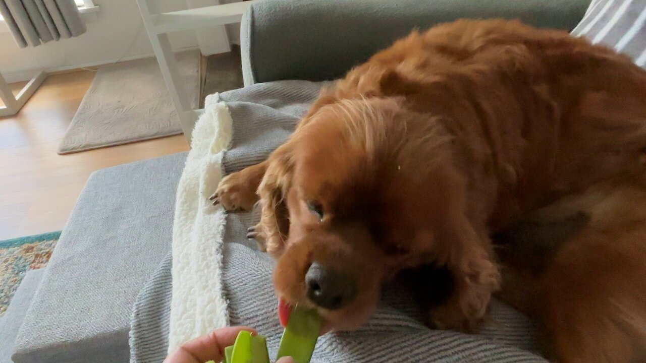 🫛From garden 🐕😄