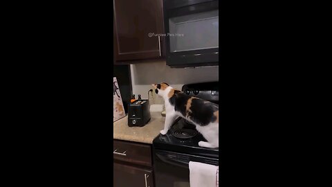 cute videos of dog and cats