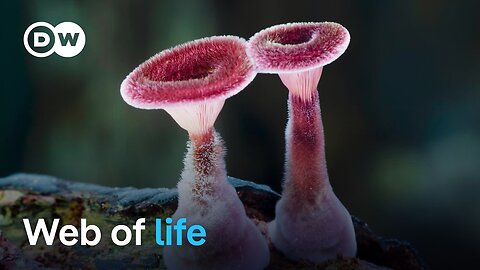 The wonderful world of fungi | DW Documentary