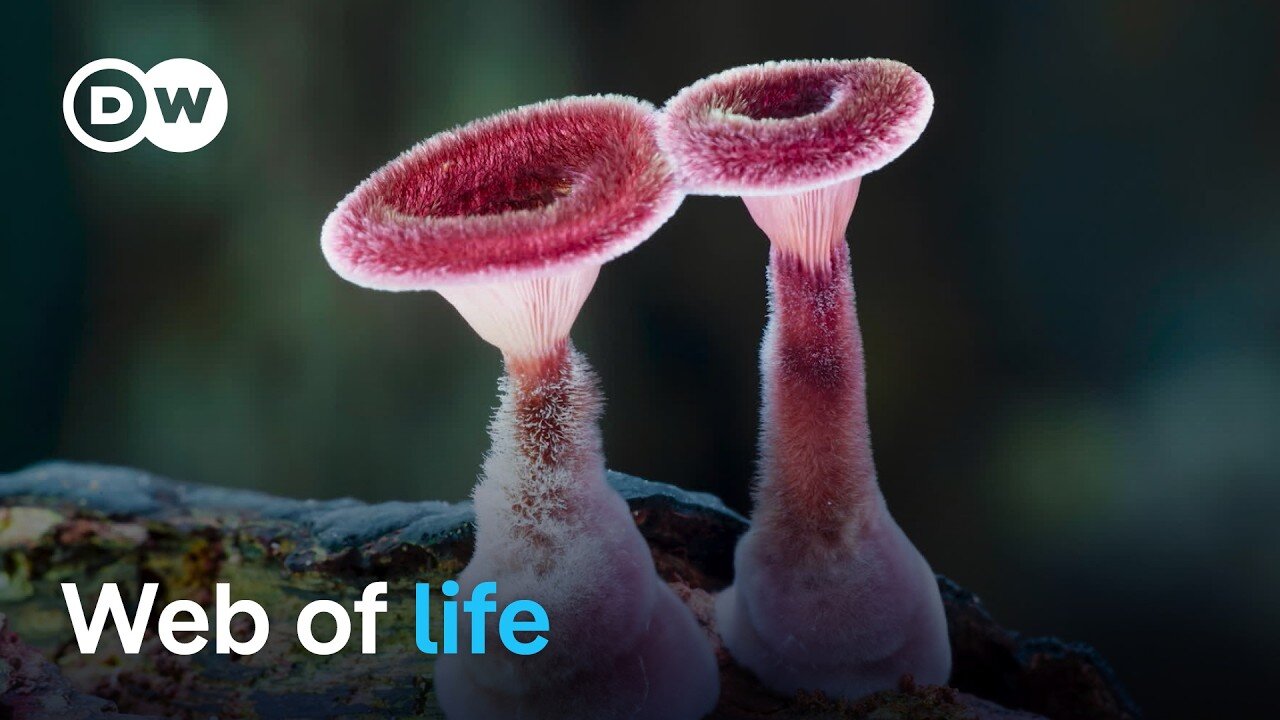 The wonderful world of fungi | DW Documentary