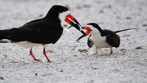 Black Skimmer 6B’s Sweet Bonding Moment: A Fishy Love Story