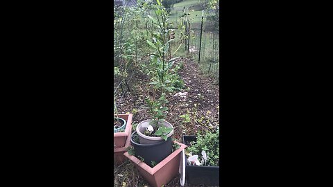 What the Rampicante Zucchini has taught me
