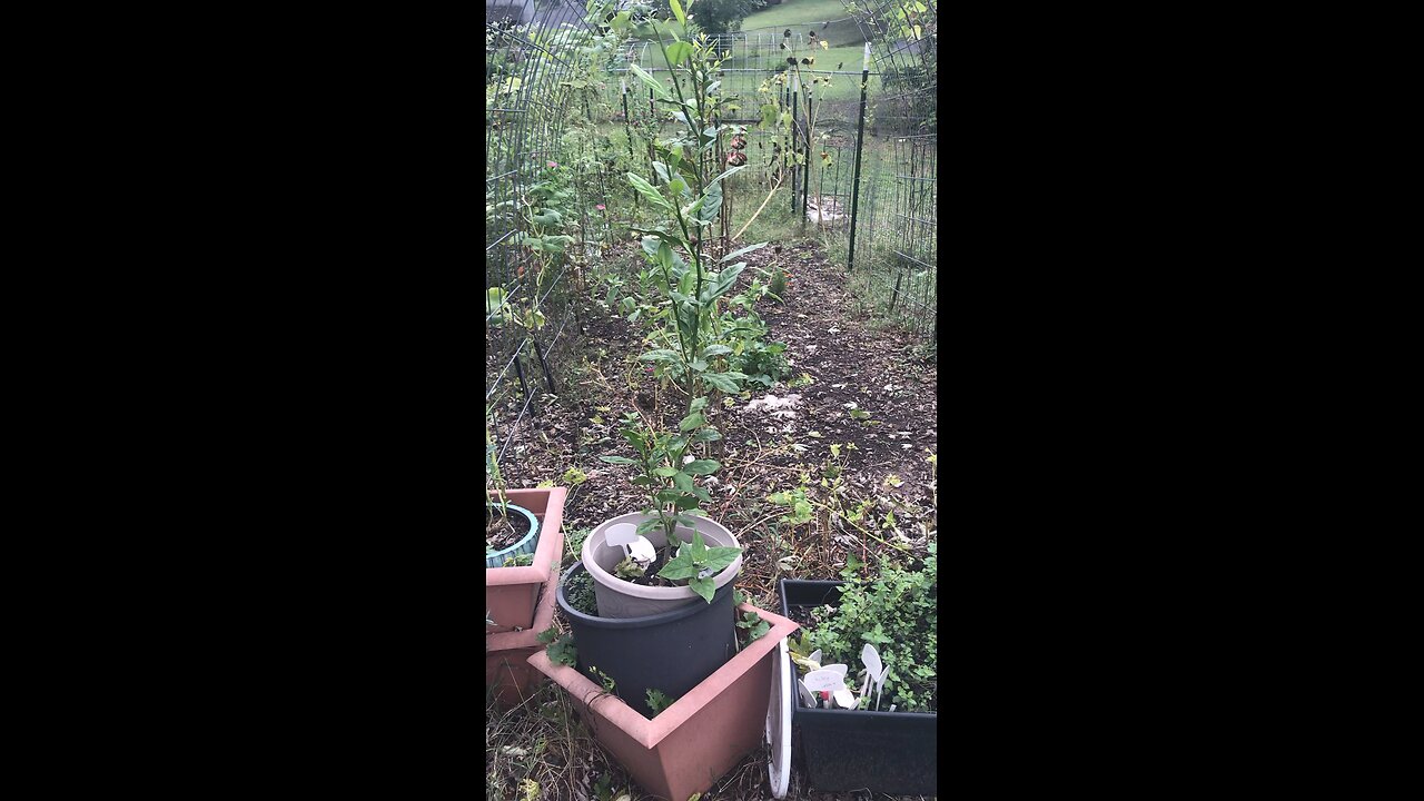 What the Rampicante Zucchini has taught me