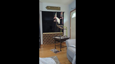 Happy Cockatoo