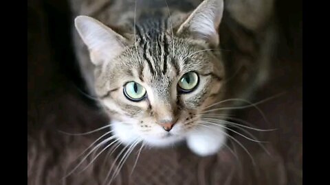 Cat flexing muscles