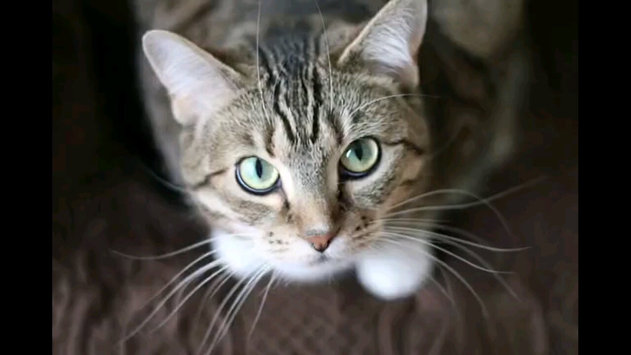 Cat flexing muscles