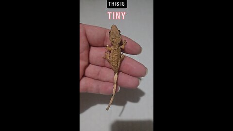 Tiny Dancer Crested Gecko Baby
