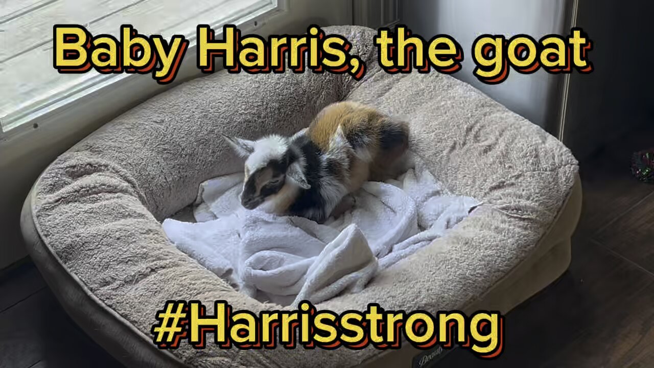 This baby goat has had a rough start, but with a little luck and prayers he will have a happy life.