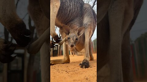 Baby kangaroo is peeking out of the pouch 🥰🦘