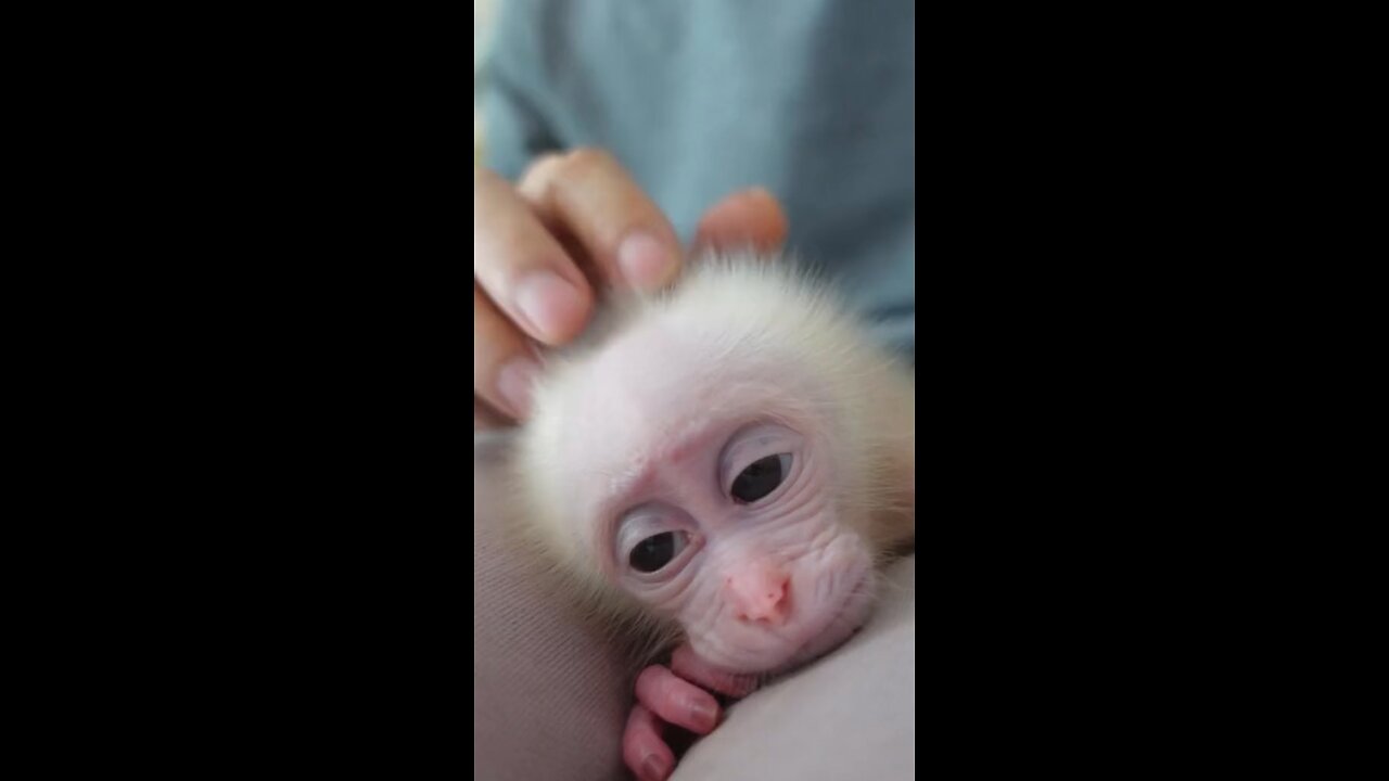 Good night baby monkey