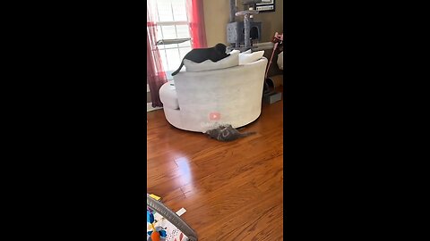 is the cat smart or stupid