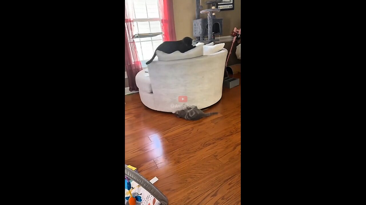 is the cat smart or stupid
