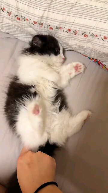 Cute Cuddling with my little cat ❤️❤️❤️