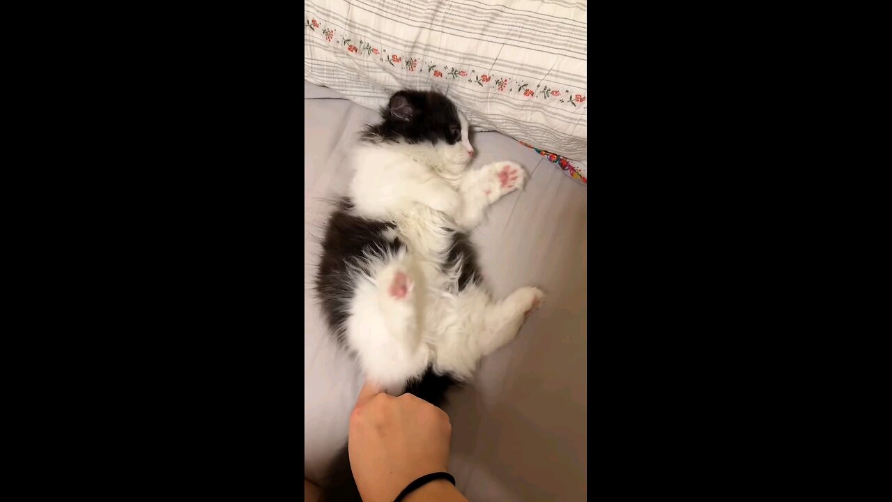 Cute Cuddling with my little cat ❤️❤️❤️