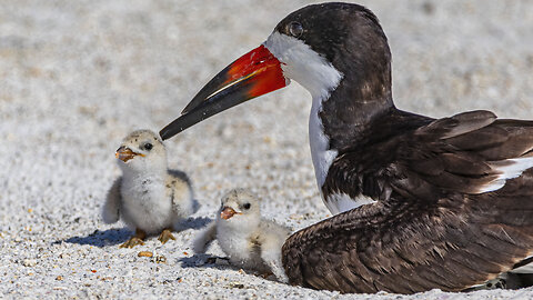 Adorable Black Skimmer Family Playing on the Sand