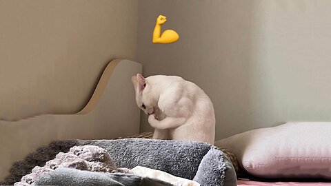 Cats vs Dogs 2025 🐶😹 Funniest Pet Fails Compilation