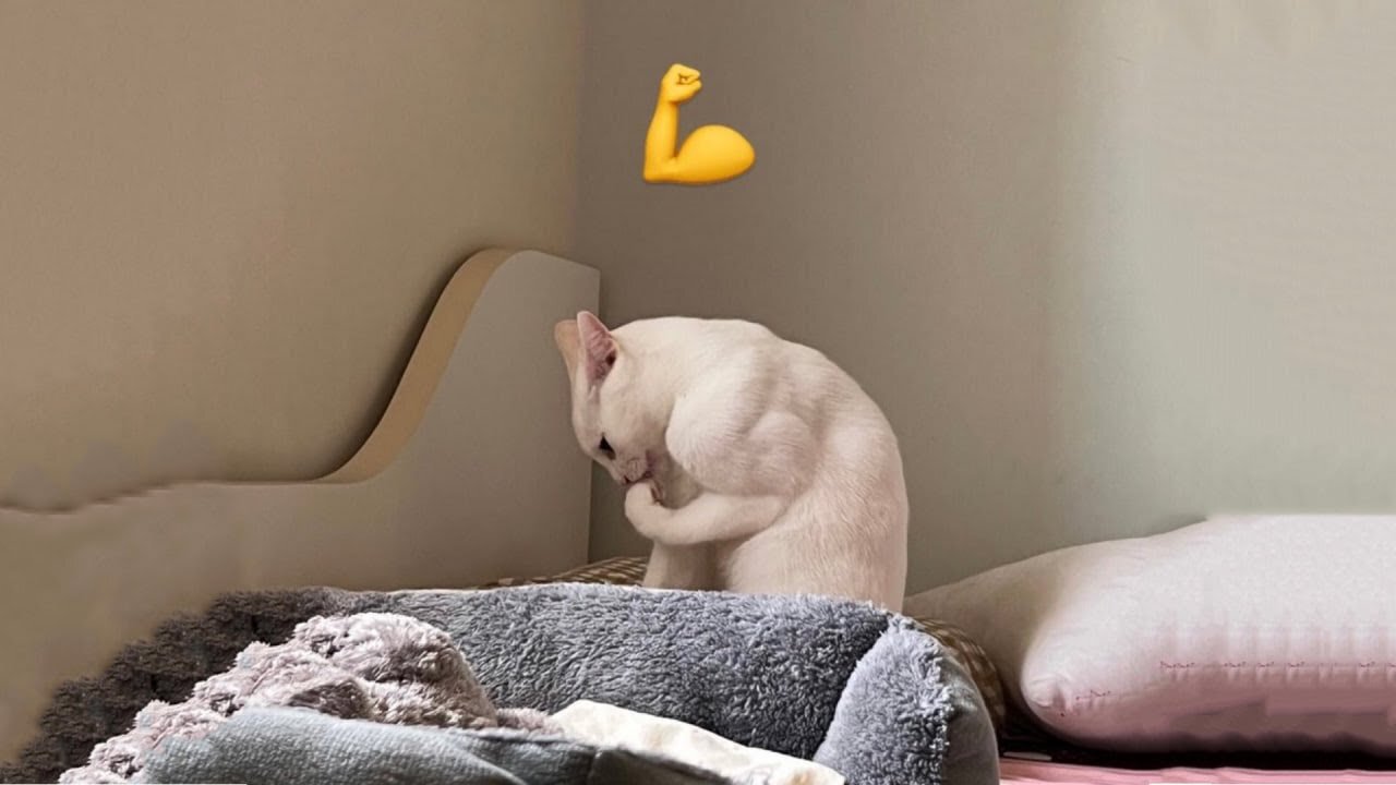Cats vs Dogs 2025 🐶😹 Funniest Pet Fails Compilation