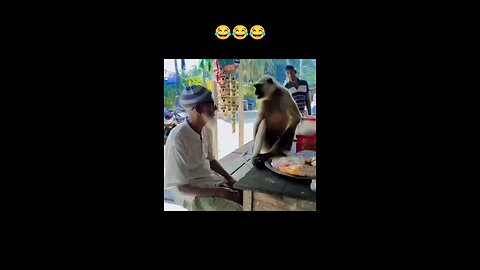 monkey king 👑 mula