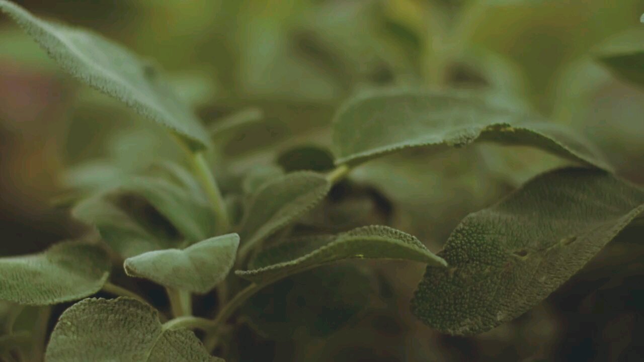Close-Up View Of Green Leaves