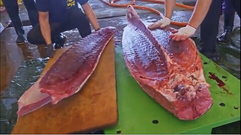 Crossing 800KM！Bluefin Tuna Catching & Cutting Master, World's Finest Bluefin Tuna, Sashimi