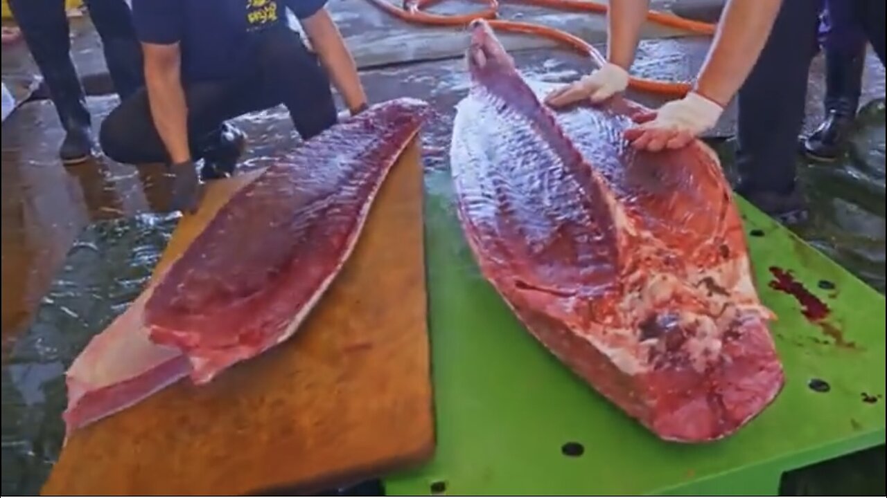 Crossing 800KM！Bluefin Tuna Catching & Cutting Master, World's Finest Bluefin Tuna, Sashimi