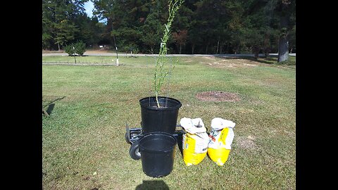 Overwintering Our Giant Marconi Pepper Plant 11/8/25