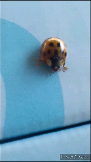 ladybug 🐞