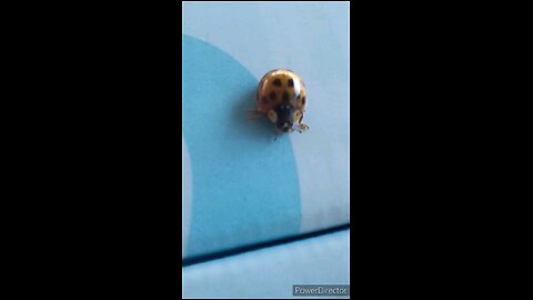 ladybug 🐞