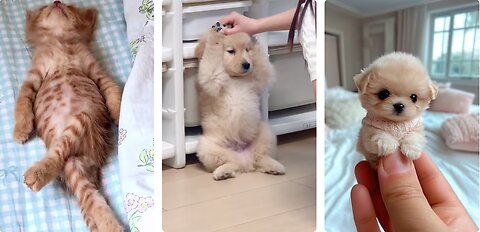 Cutest Animals of the Week: Baby Animals and Their Funniest Moments in One Video!